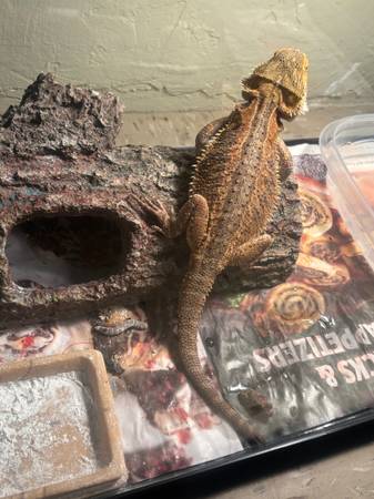 Hembra hermosa Dragón Barbudo63850258238979121