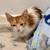 Rehoming orange kitten 2 thumbnail