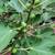 Fig Trees (plant , plants) 3 thumbnail