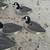 Decoys 1 thumbnail