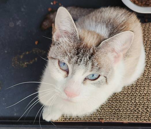 Feria de Adopción de Gatos y Gatitos @ Club de Mascotas de San Mateo, dom. 6 de septiembre, de 12 a 15 h (San Mateo)