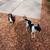 *Pet Sitting / Boarding Short Term / Long Term*Home Environment* 14 thumbnail