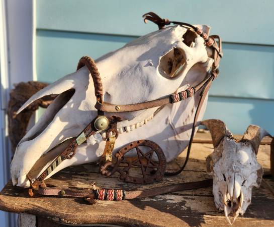 Draft horse skull 1