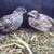 King quails 1 thumbnail