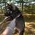 Full blooded not papered German shepherd puppies 9 thumbnail