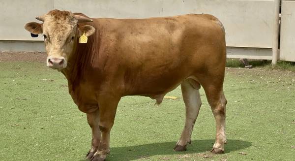 Akaushi Bull Sale or Lease 1