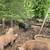 3 Pigs 1 thumbnail