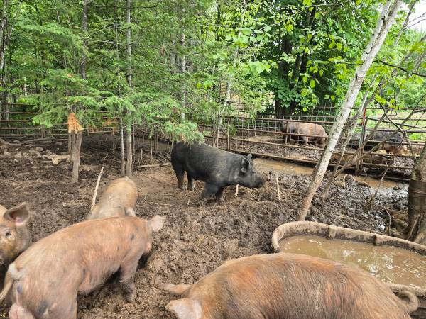 3 Pigs 1