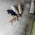 Beautiful pit puppies 6 thumbnail