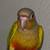 Pineapple Green Cheek Conure 1 thumbnail