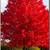 BALLED AND BURLAP EVERGREENS- ARBORVITAES- SHADE TREES AND MORE (SALE) 23 thumbnail