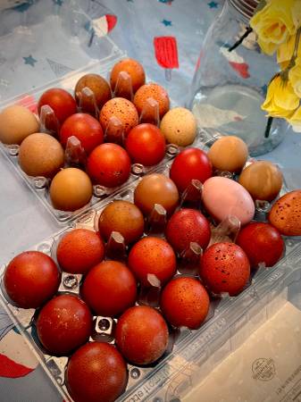 Hatching Eggs Fertilized Fertile 1
