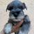 Mini schnauzer puppies 5 thumbnail