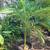 KING Palms/(Archontophoenix alexandrae) 11 thumbnail
