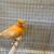 Canaries canary 4 thumbnail
