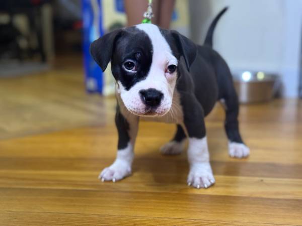 Puppy bully63875536162179121