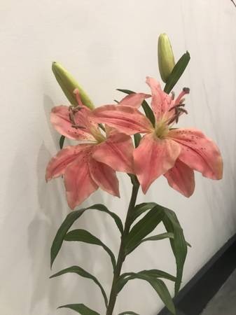 Lirio de seda naranja artificial de tallo largo realista - $8 (Park Slope)63470096027137122