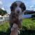 Mini Australian shepherd 1 thumbnail