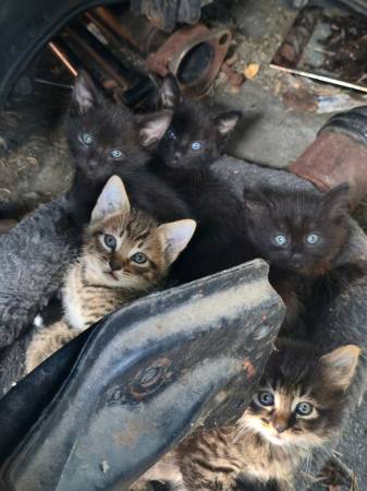 Kittens need to good home asap (Carson)63953954642050120