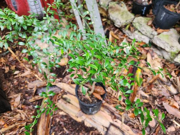 RED LIME TREE + FINGER LIME all on one TREE 1