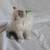 Clover Female Ragdoll 7 thumbnail
