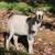 Kiko Nigerian dwarf x wether 3 thumbnail