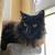 Milo & Merlin – 6-yr-old Black Cat Bros Looking for a Kind Home 4 thumbnail