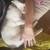 Siamese cat 4 thumbnail