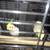 Cockatiels for rehome 200 each 1 thumbnail