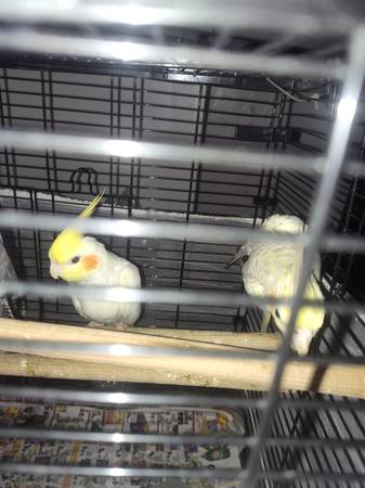 Cacatúas de venta 200$ cada una (Bronx ny)63875423280643120