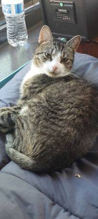 Gata hembra (Nueva York)63699050592257121