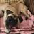 Rehoming 8 month old Pug Mix! Fully vaccinated! 1 thumbnail