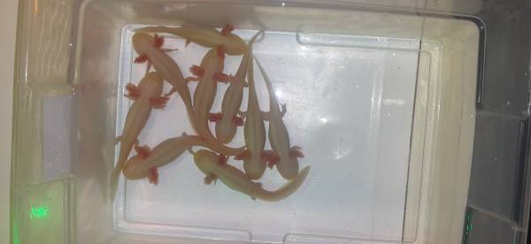 Axolotl's (Tacoma)63949211668482123