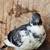 Pigeons 2 thumbnail