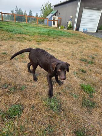 Hembra labrador chocolate (Kalama)63842373040129122