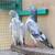 I’m looking for Pakistani or Iranians pigeons for sale 3 thumbnail