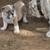 english bulldog 10 weeks 1 thumbnail