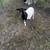 Dorper ewe 1 thumbnail