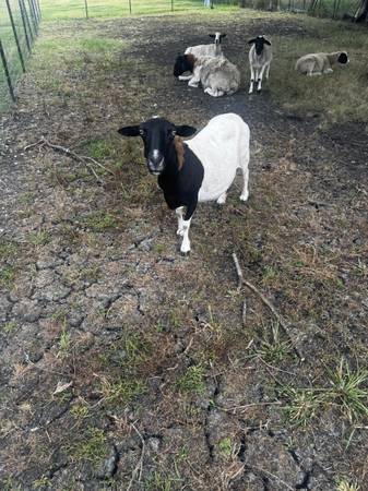 Dorper ewe 1