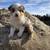 Red Merle Australian Shepherd 8 months old needs to be rehomed 8 thumbnail