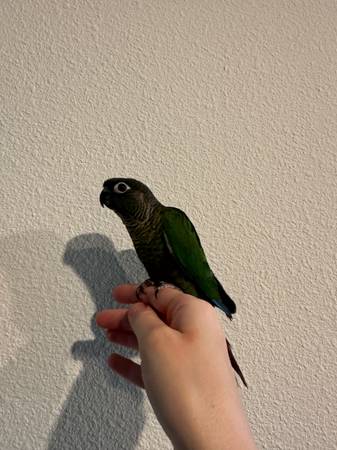 Green Cheek Conures Rehoming (Portland)63842373487745122