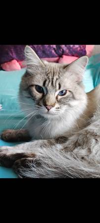 Hermoso gato macho (Worland)