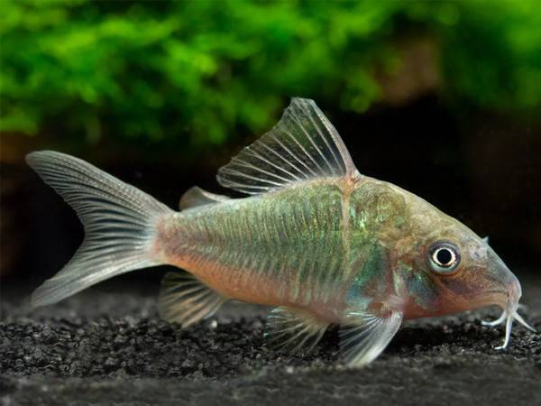 Brochis esplendens cory 1