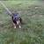 Registered Bluetick Beagle 2 thumbnail