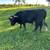 mini bull 2 thumbnail