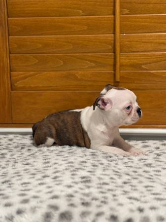 Blue eye Boston terrier girl quality (Sac- Merced)63848875134721123