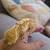 Baby crested gecko 6 thumbnail