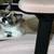 Snowshoe Siamese Female 3 thumbnail