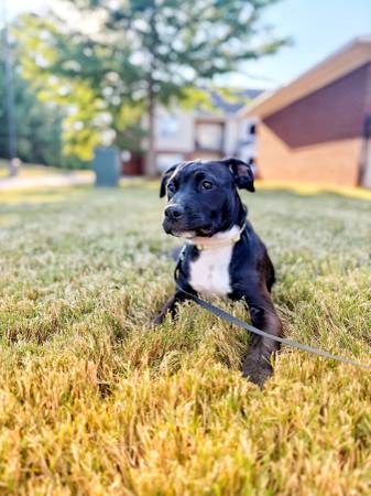 5 month old puppy64151734615299120