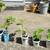 CHICAGO HARDY FIG TREE - Ficus carrica "Chicago Hardy" $10.00 each 1 thumbnail